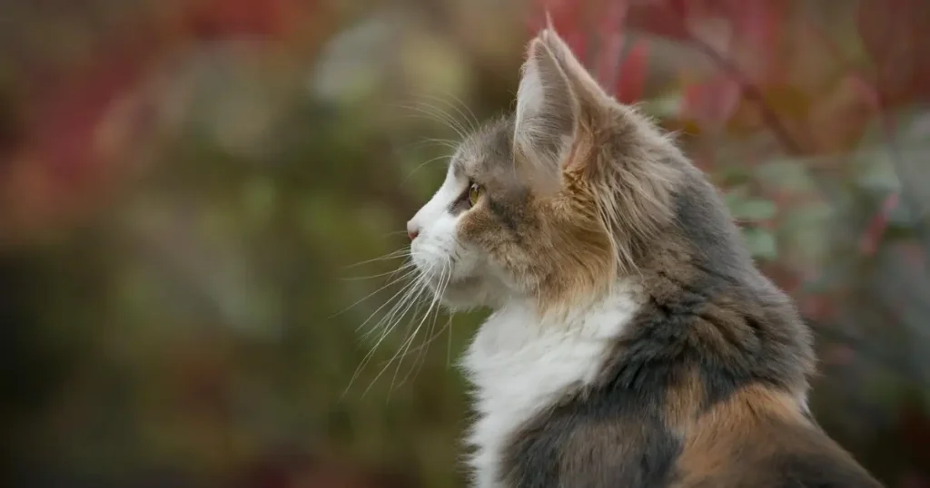 long haired tabby cat