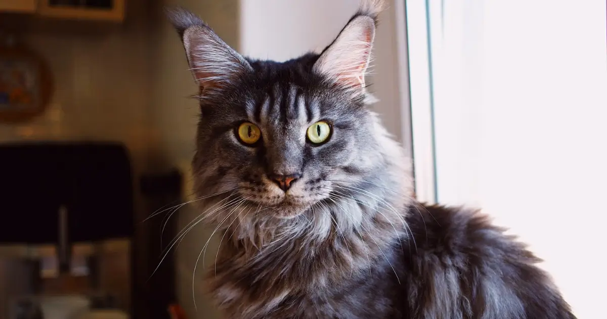 Long Haired Tabby Cat