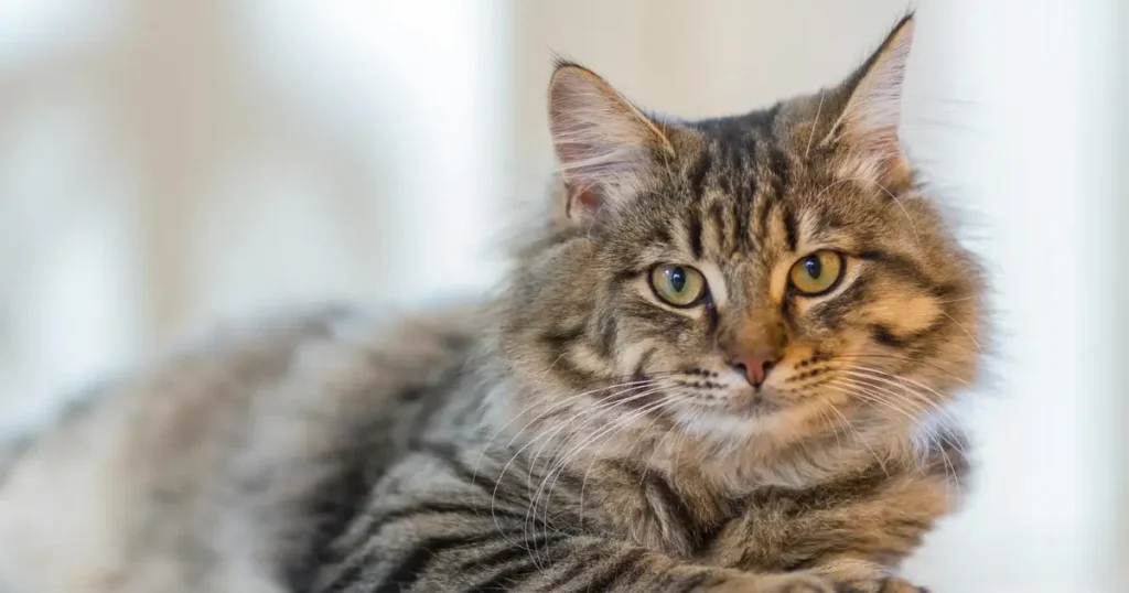 Long Haired Tabby Cat