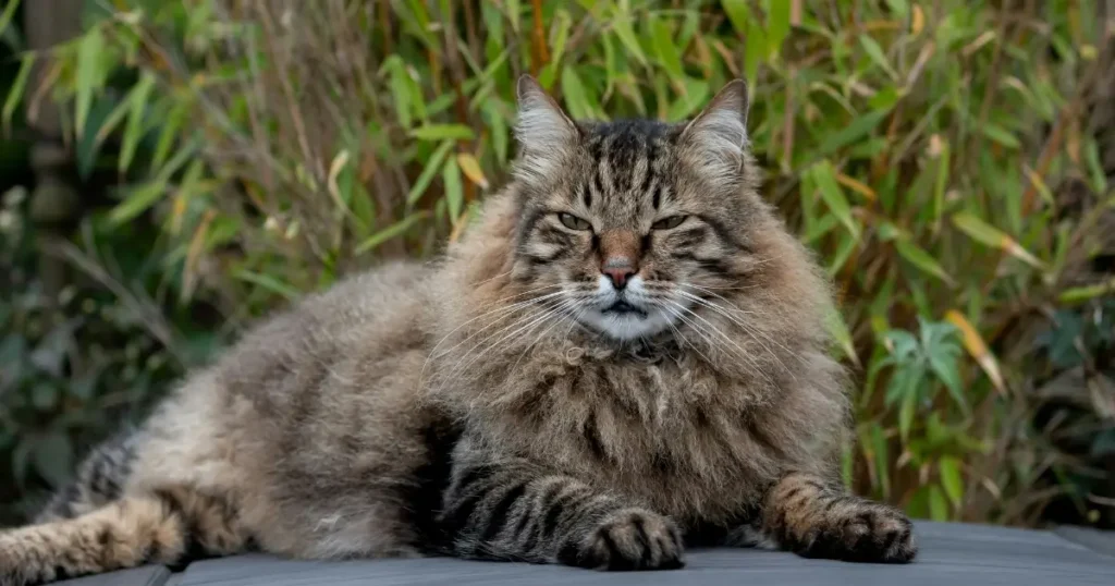 long haired tabby cat