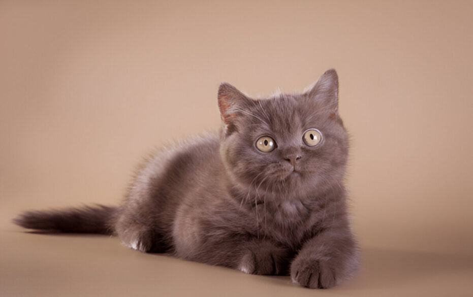 British Shorthair Brown