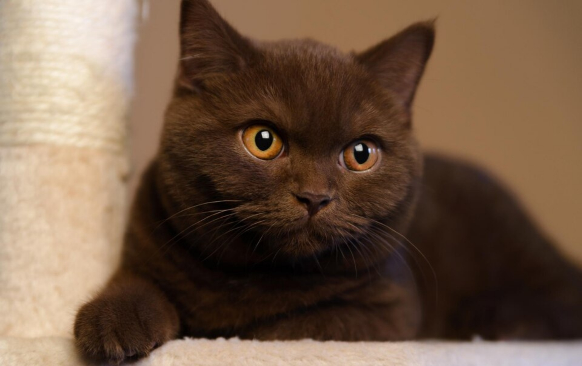 British Shorthair Brown