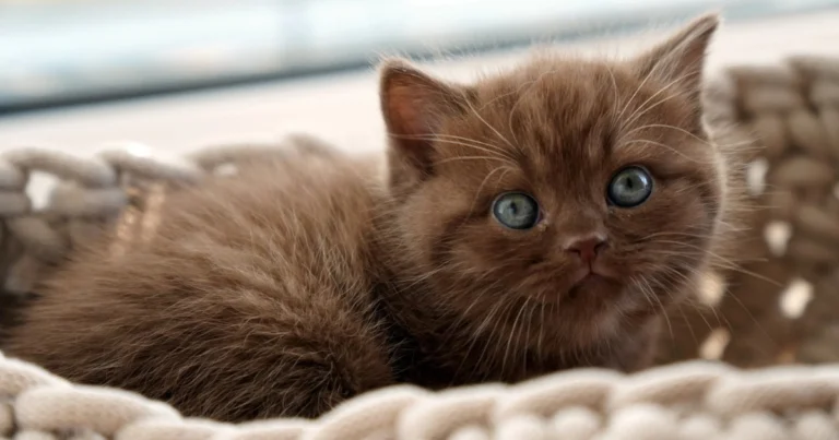 british shorthair brown