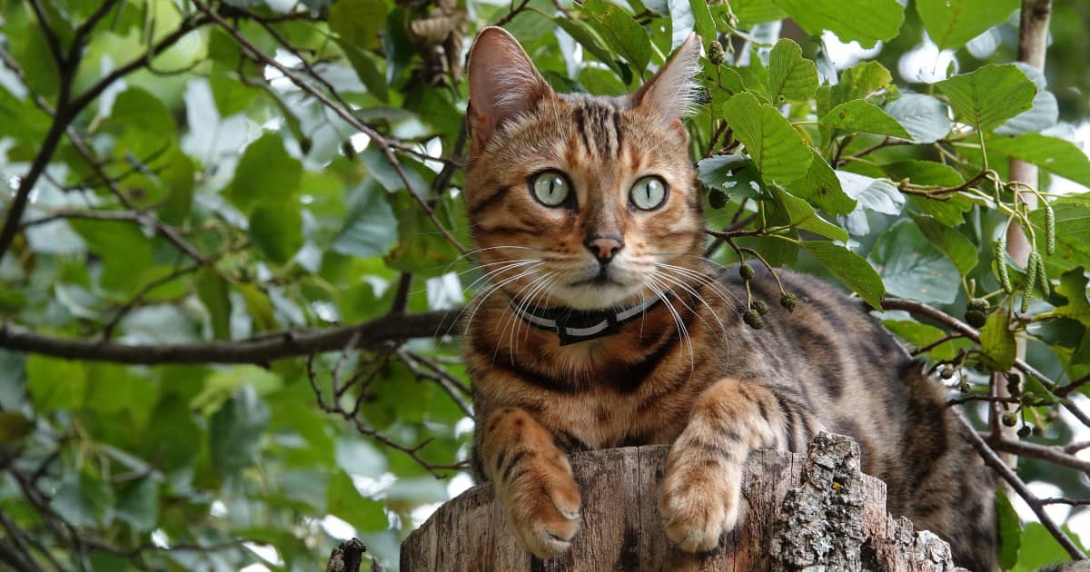 Bengal cat colors