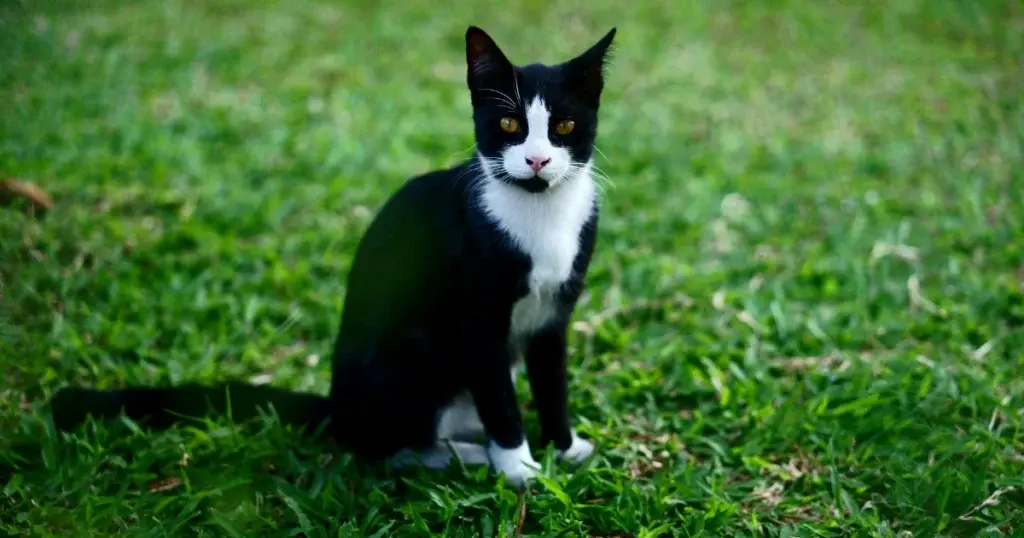 Black and White Cat Breeds