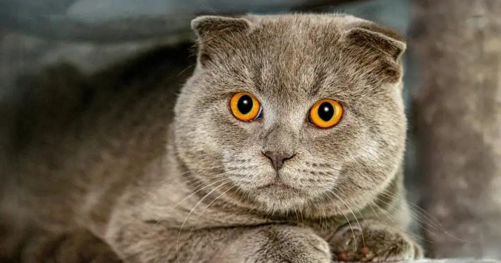 British Shorthair Cat Breeder