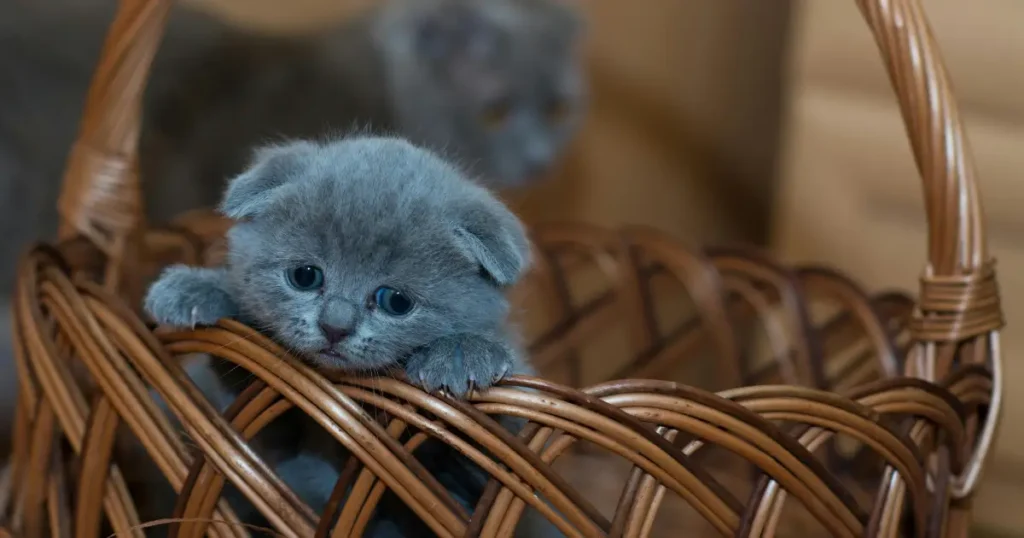 British Shorthair Cat Breeder