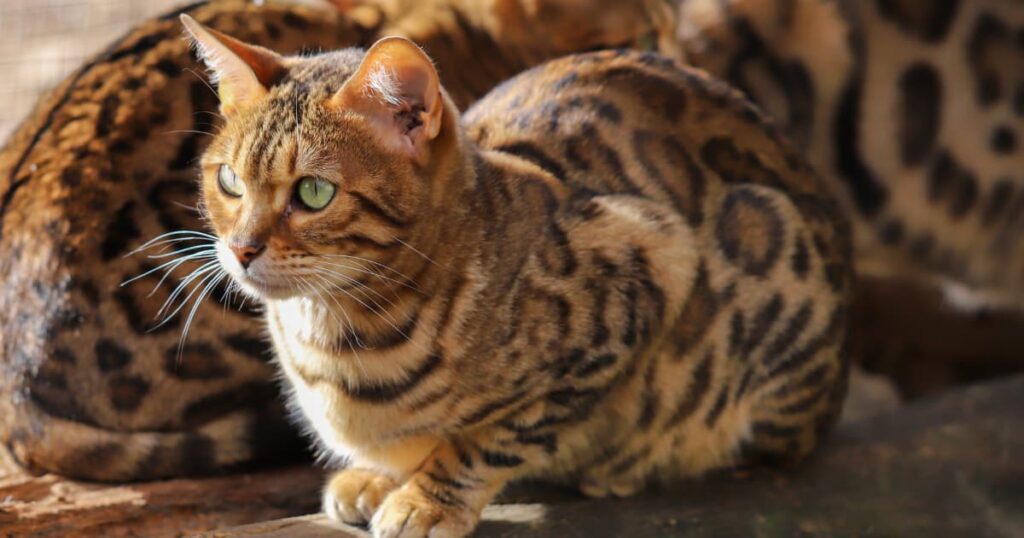 Brown Bengal Cats