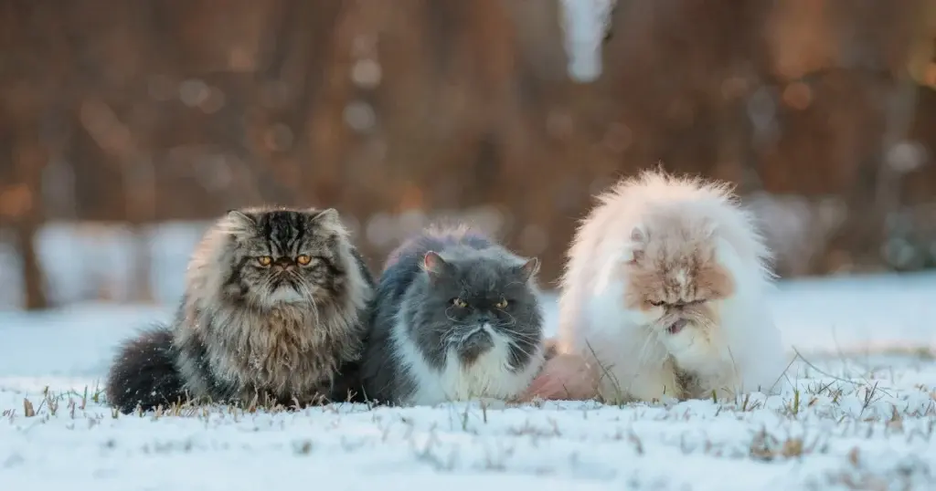 Grumpy Cat Breeds