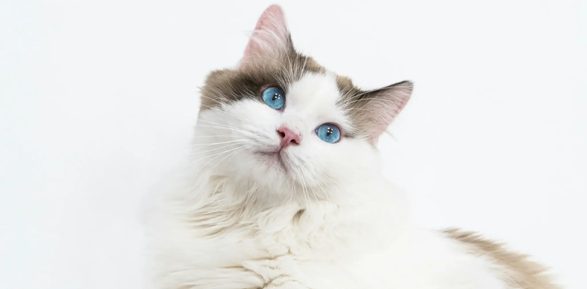 Ragdoll Cat Adoption