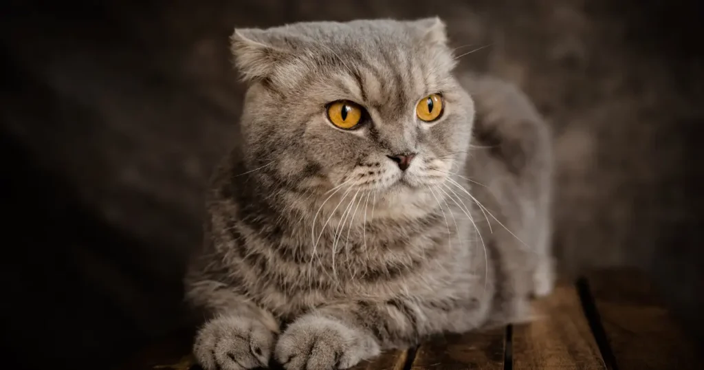 Scottish Fold cats