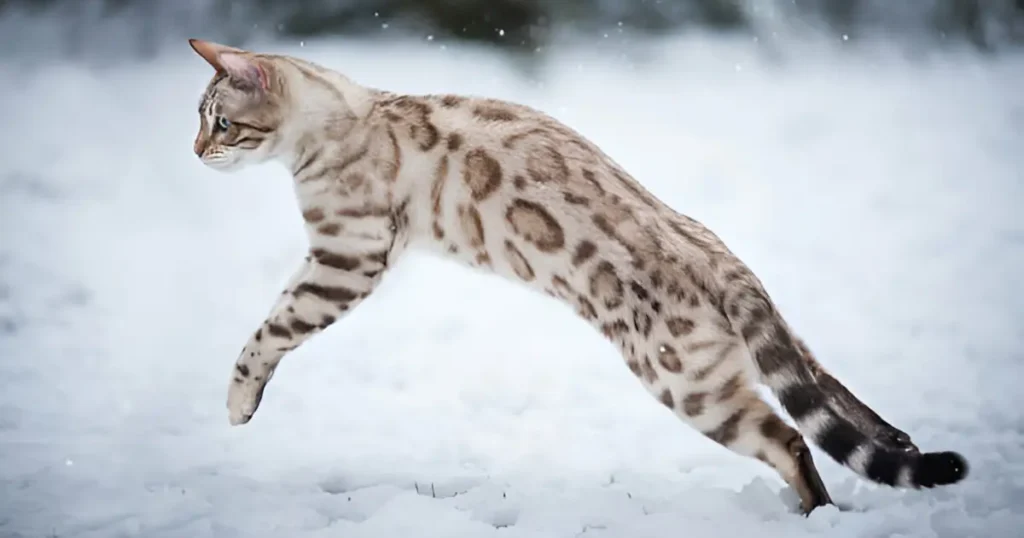 Snow bengal