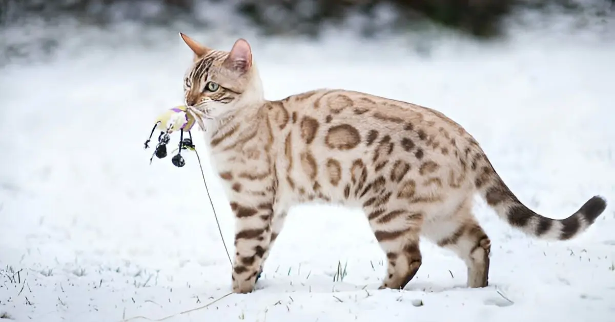 Snow bengal