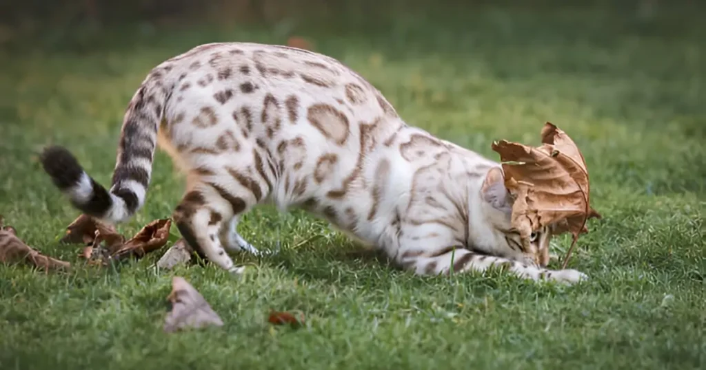 Snow Bengal