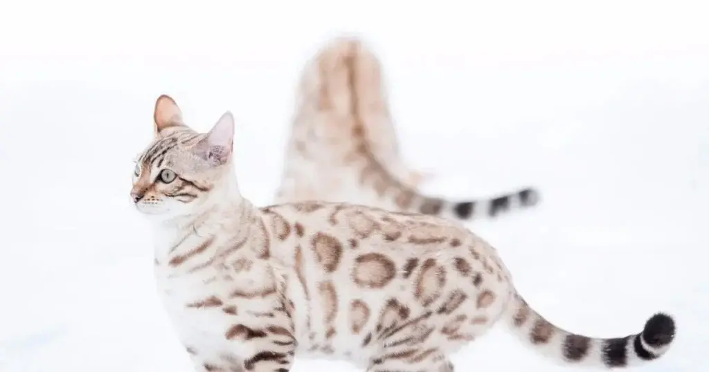 Snow bengal