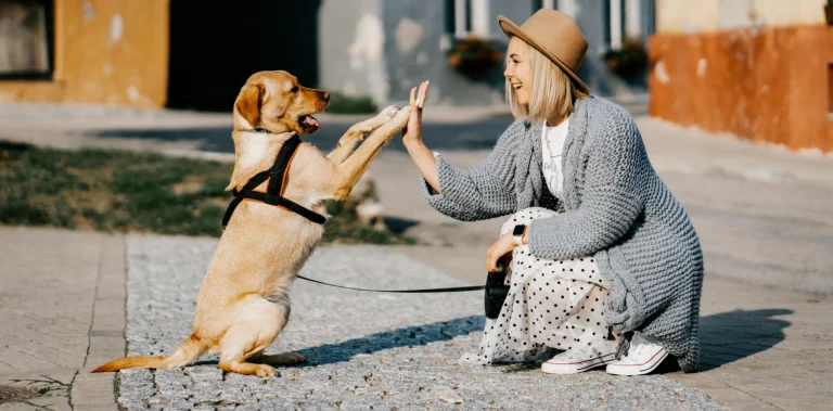 traveling dog groomer