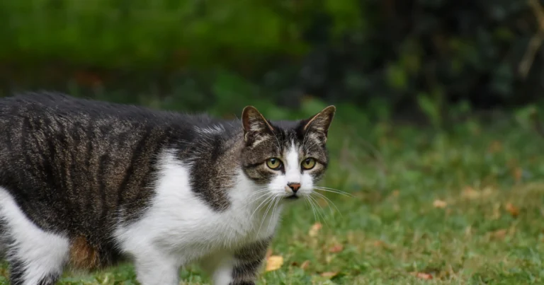 should i travel with my anxious cat