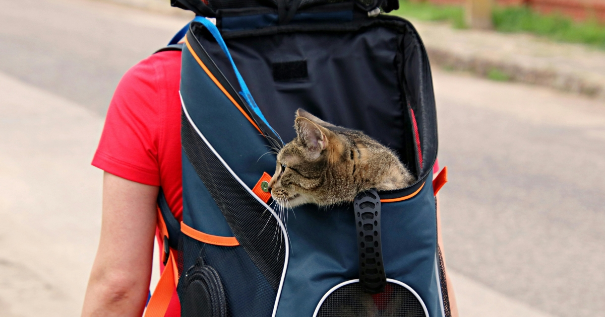 travel cat