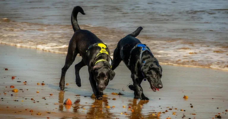 black colour dog breeds