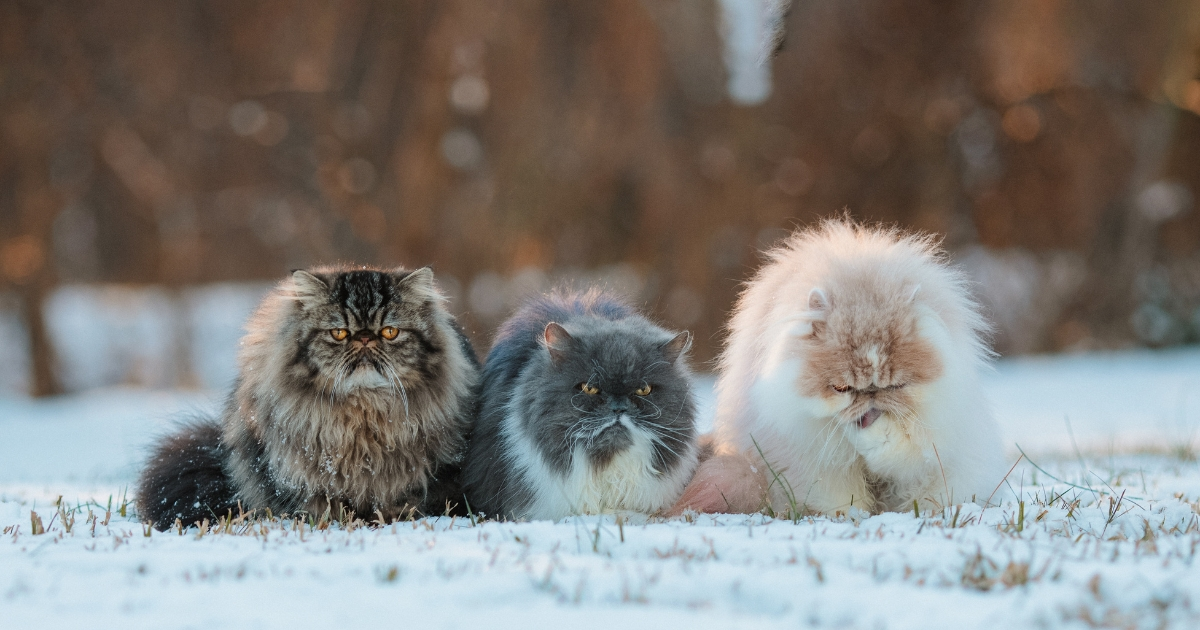 grumpy cat breed