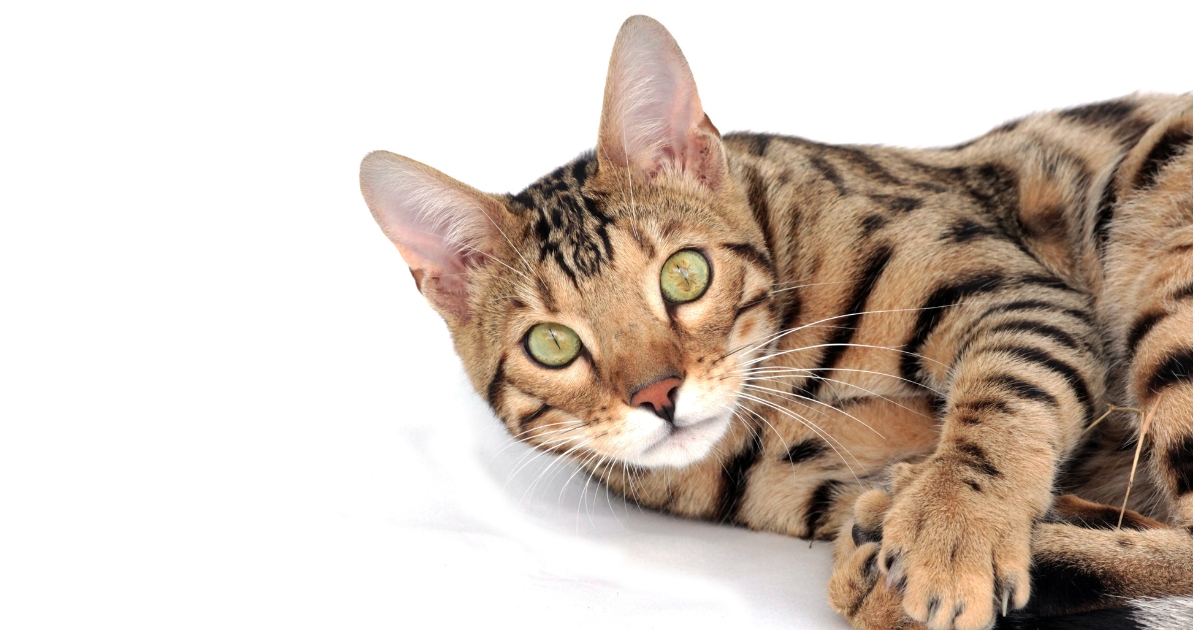 Bengal Cat Colors