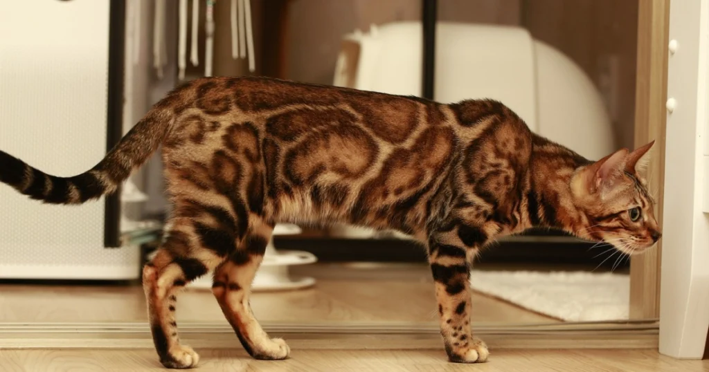 domestic cat with spots