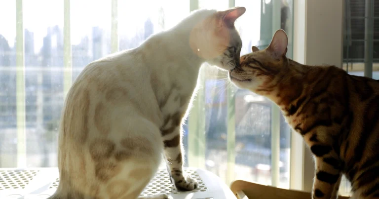 white bengal cat