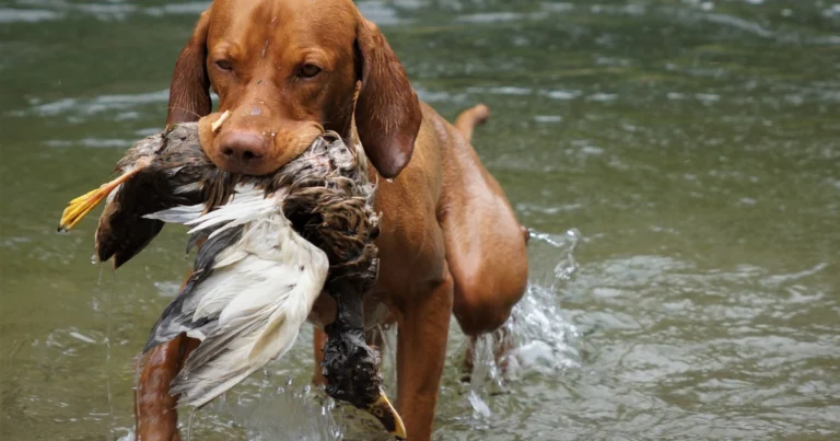 duck hunting dogs