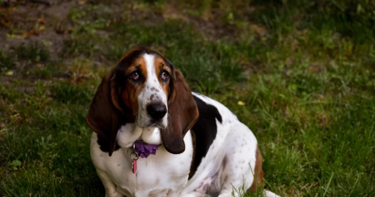 Basset Hound puppies