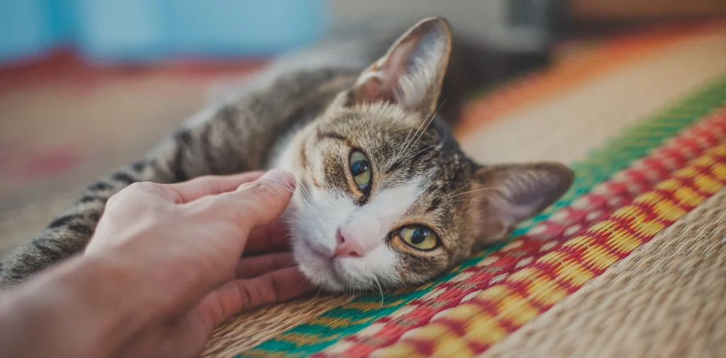 Diabetic Cat Behavior: 15 Warning Signs You Can’t Ignore