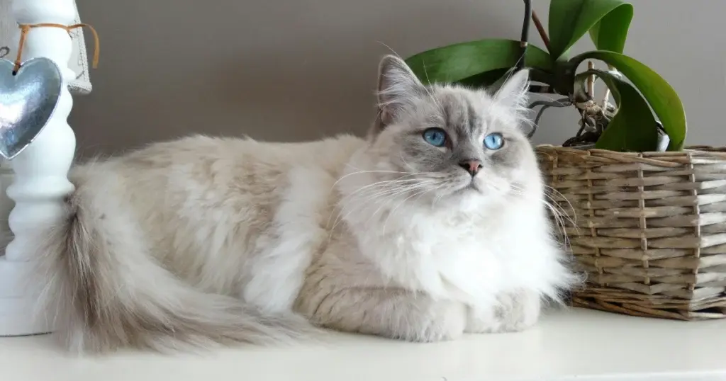 fluffy cat breeds