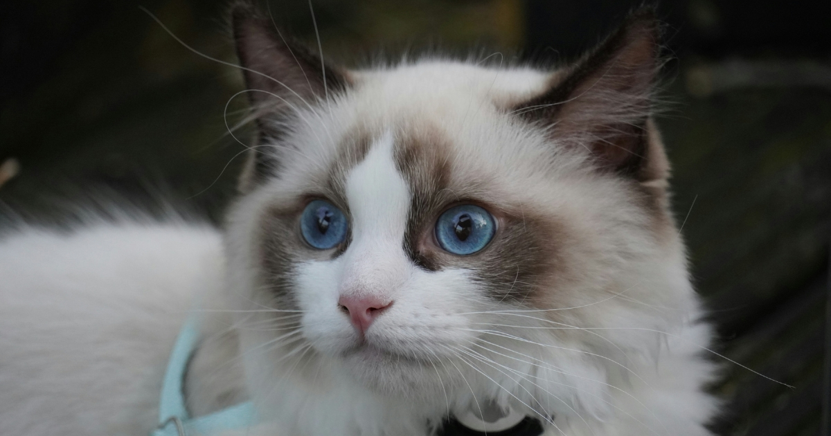 ragdoll cat price