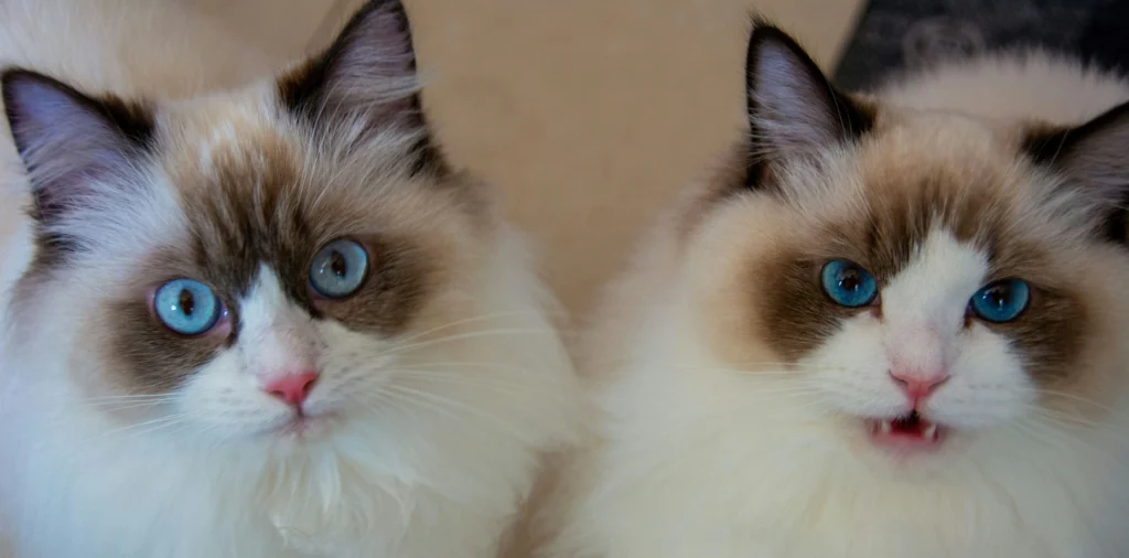 ragdoll kittens