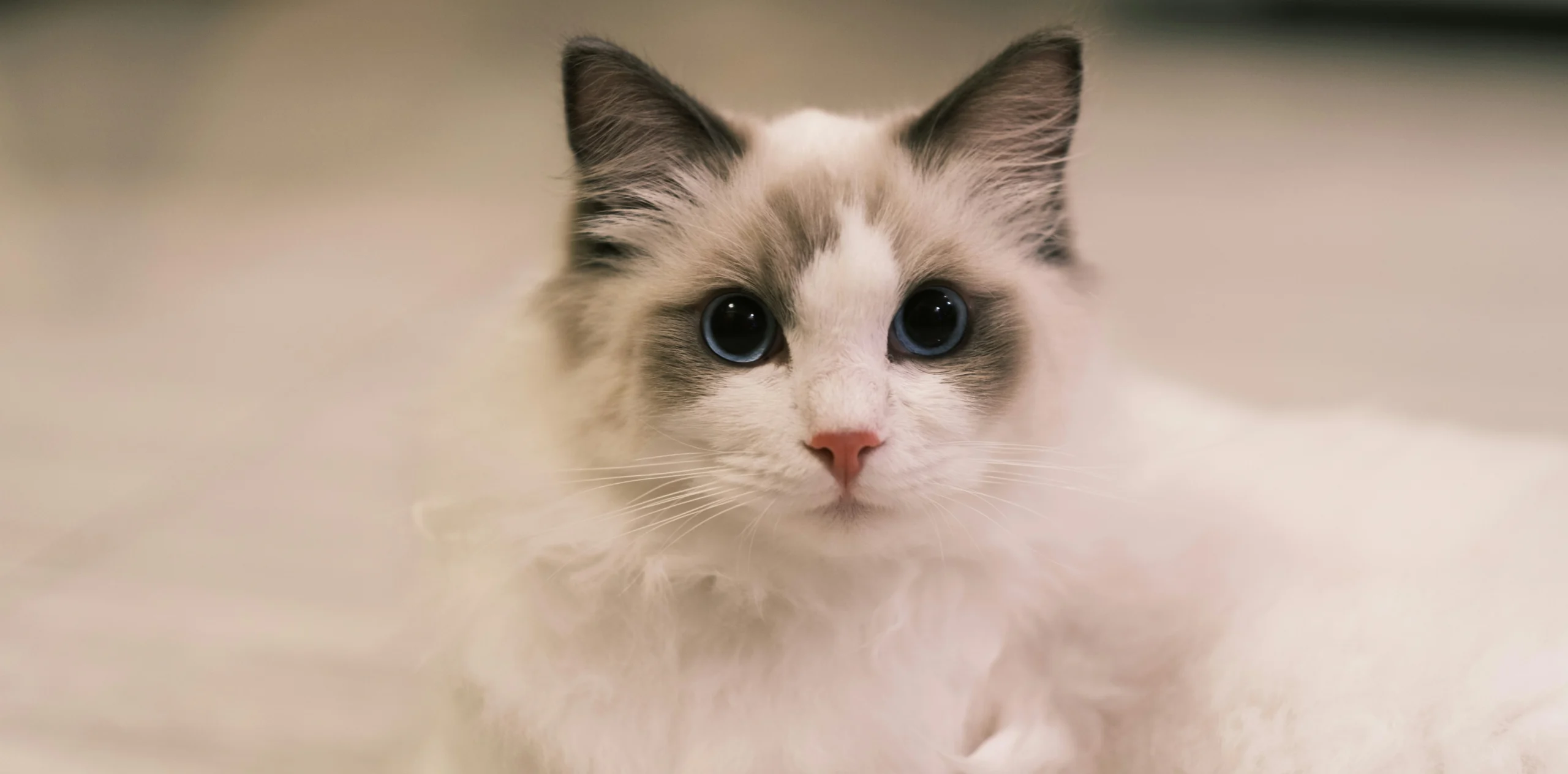 ragdoll kittens