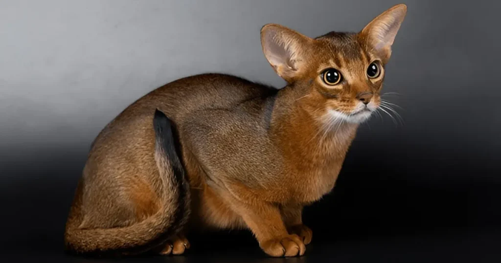 Abyssinian cat