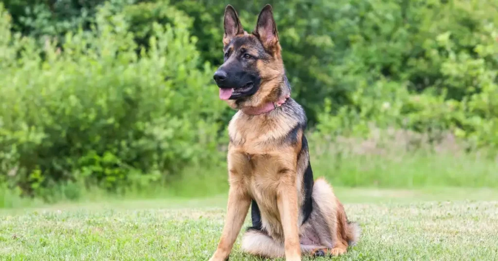 Best guard dogs for women