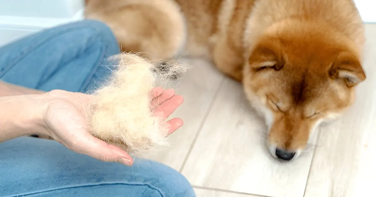 How to Reduce Shedding on Dogs