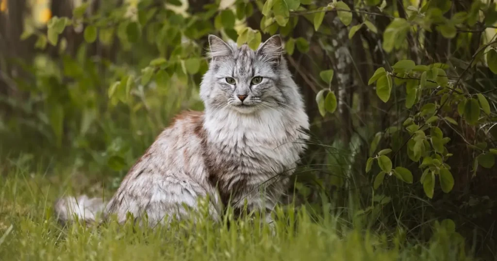 Norwegian Forest Cat