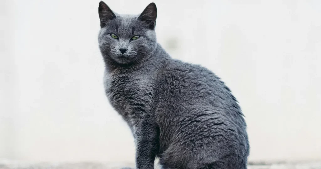 Russian Blue Cat