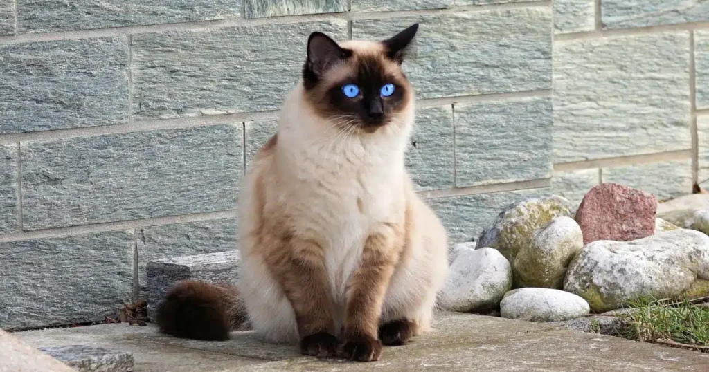 Siamese Cat Breeds