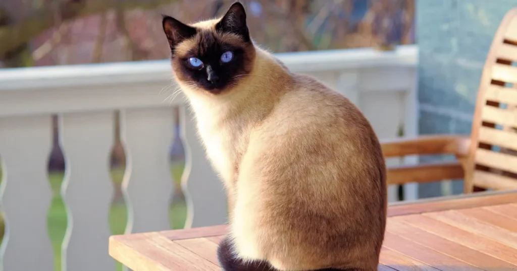 Siamese Cat Breeds