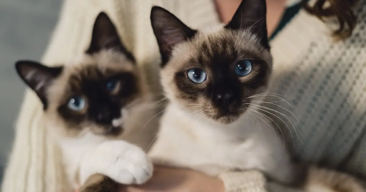 Siamese Cat Breeds