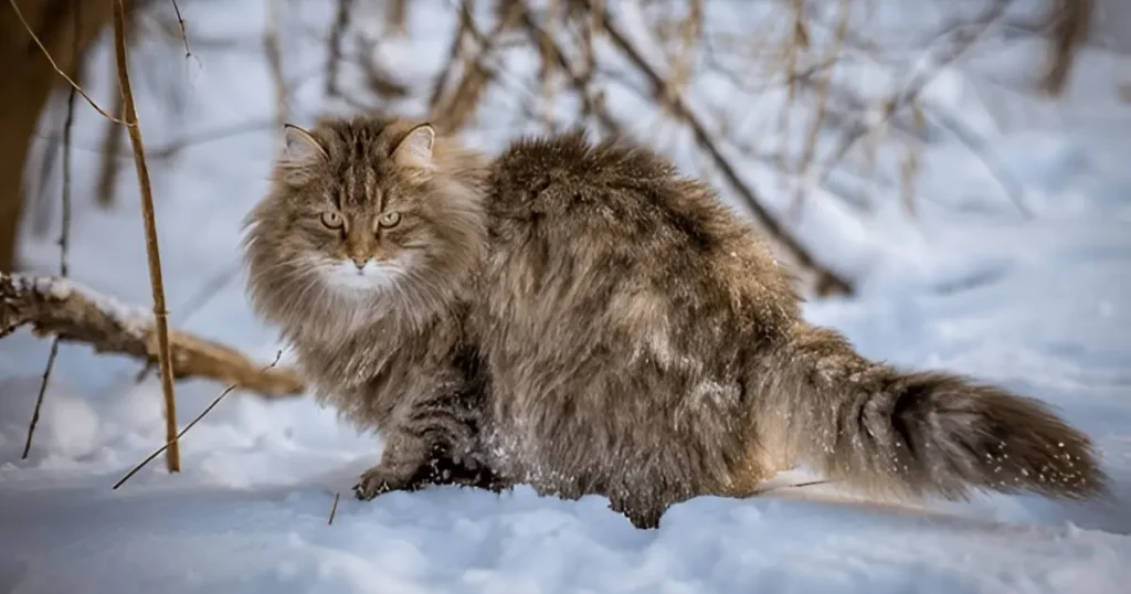 Siberian Forest Cat