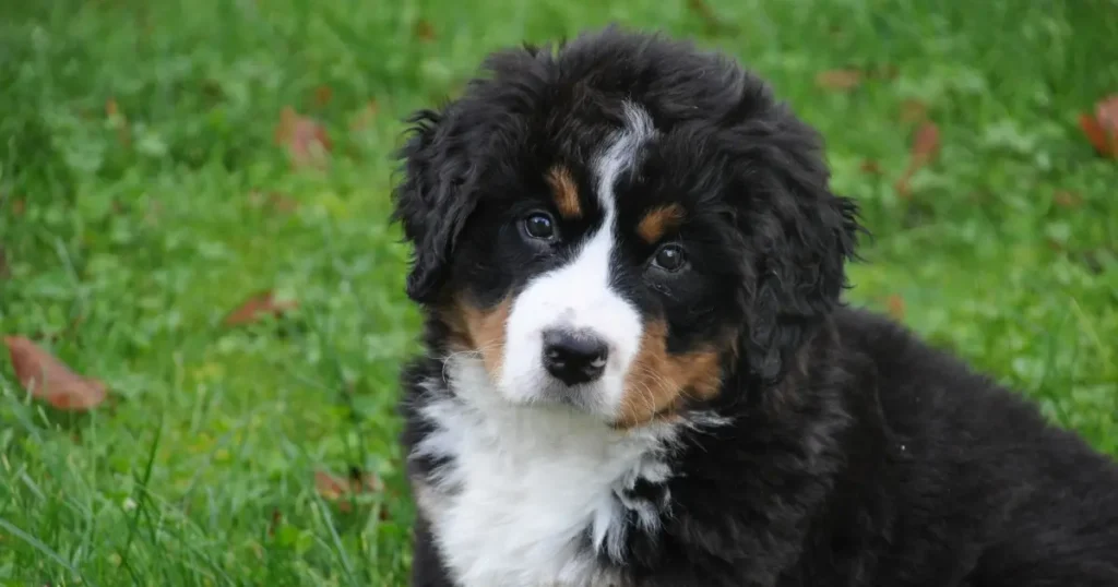 bernese mountain dog adoption