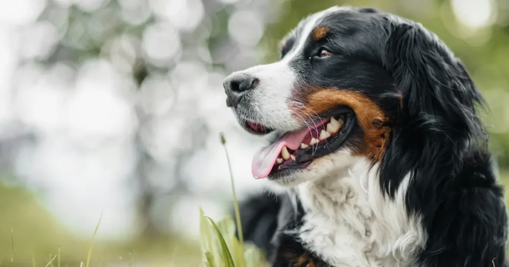 bernese mountain dog adoption