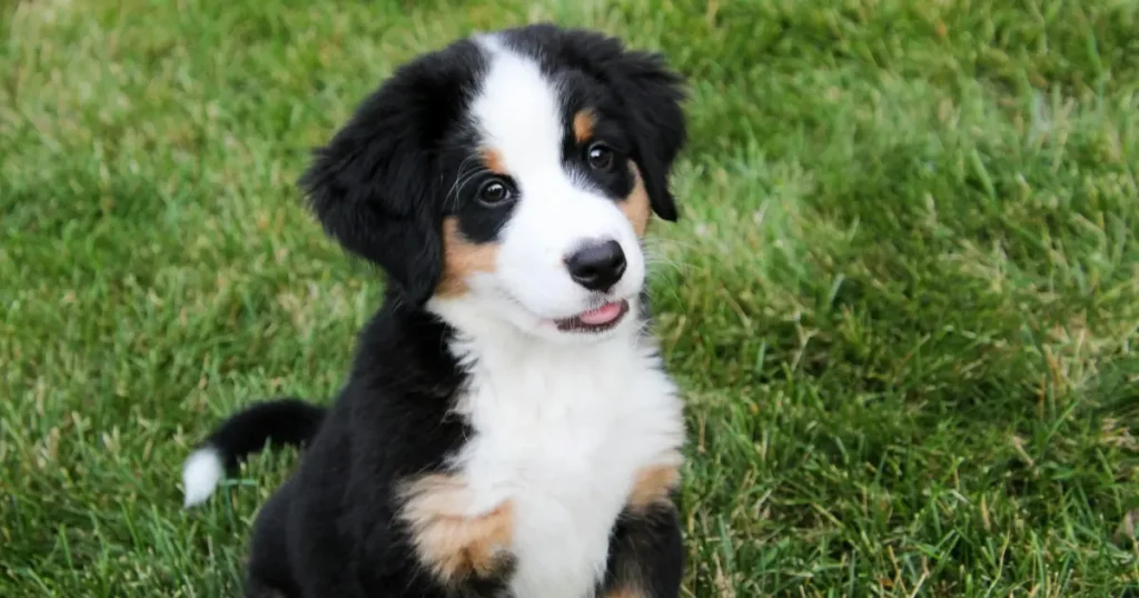 bernese mountain dog adoption