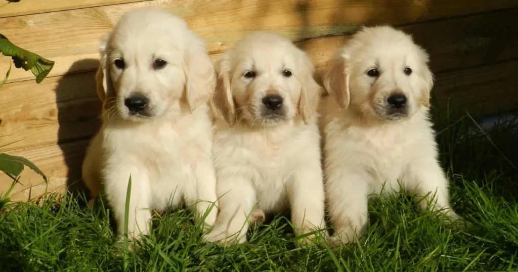 golden retriever price