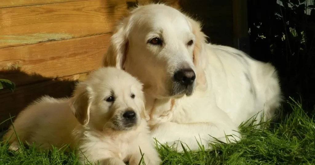 golden retriever