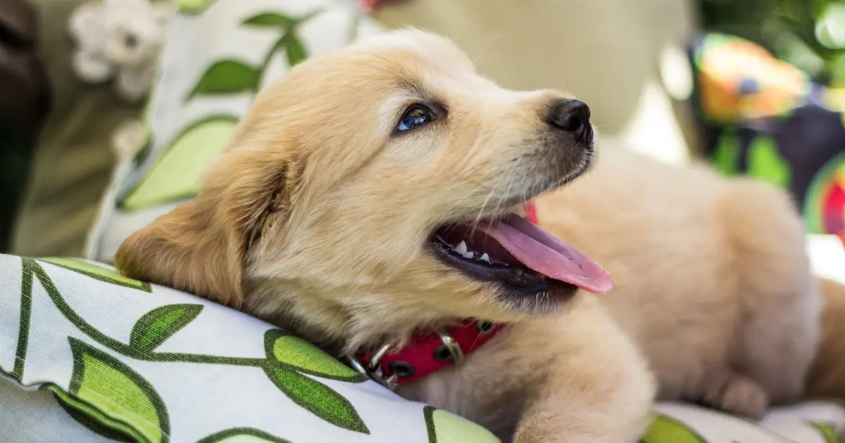 golden retriever price