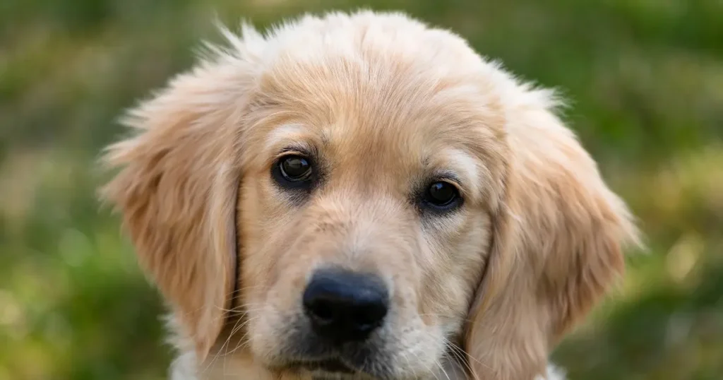 golden retriever price